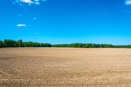 Large flat plowed field on the background of green forest and blue sky.