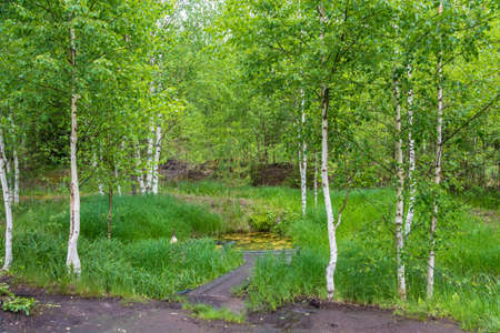 Sacred Stream source among young white-trunked birches in the Makariev district, Kostroma region, Russia.の写真素材