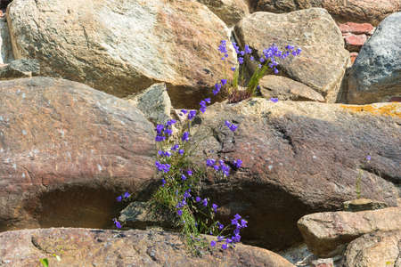 The texture of the stone walls of the Spaso-Preobrazhensky Solovetsky monastery, Arkhangelsk oblast, Russia.の写真素材