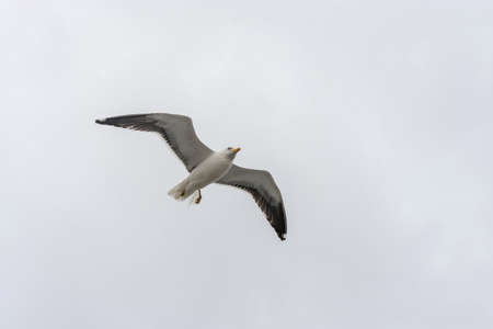 Flying white-winged gull with yellow beak on a background of white-grey sky.の写真素材