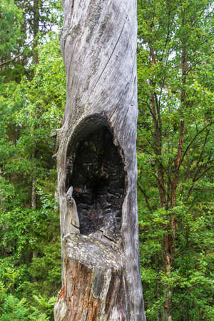 The charred hollow of an old tree on the background of green foliage.