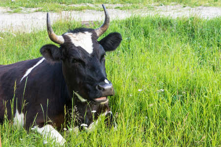 Black and white cow with big horns is resting on the green grass.