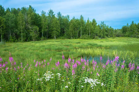 Thickets of blooming fireweed in the summer day, Karelia, Russia.の写真素材