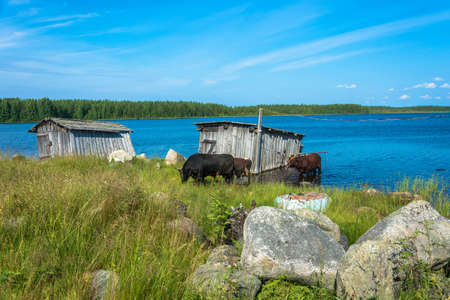 Bulls bathing in the lake in summer Sunny day, Karelia, Russia.の写真素材