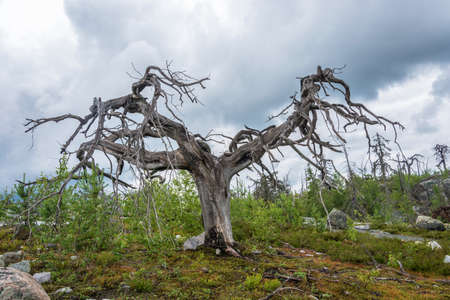 Dry gnarled tree on the mountain Vottovaara, Karelia, Russia.の写真素材