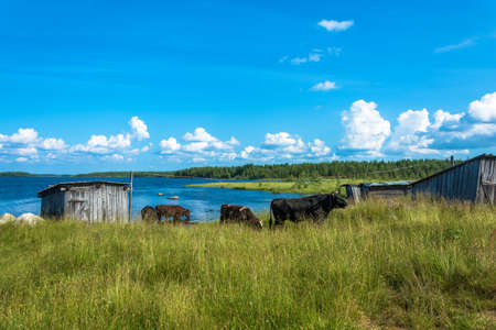 Bulls bathing in the lake in summer Sunny day, Karelia, Russia.の写真素材