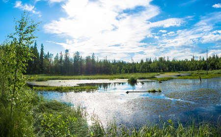 Small swampy lake in Karelia on a Sunny summer day.