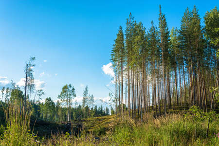 Landscape with tall pine trees on background a blue sky on a summer day.の写真素材