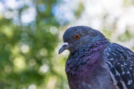 Head rock dove close up on blurred background.の写真素材