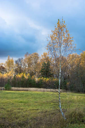 Beautiful autumn landscape in October day in the Central part of Russia.の写真素材
