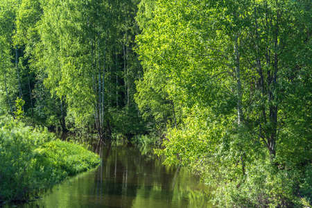 A small river among the green trees in summer Sunny day.の写真素材