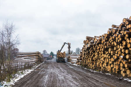 Village Bushmanova, Ivanovo oblast, Russia - November 18, 2017: Loading timber on truck, November 18, 2017, village Bushmanova, Ivanovo oblast, Russia.のeditorial素材