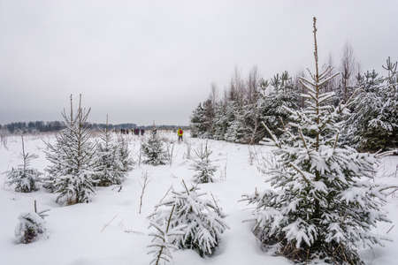 A large group of tourists walks along the edge of the winter forest on a cloudy day.