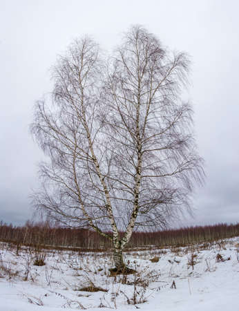 A lone tri-barrel birch in a field in a winter overcast day.の写真素材