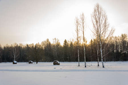 Beautiful winter landscape with birches and hay stumps at sunset.の写真素材