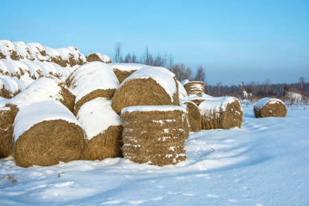 Hay mounds covered with snow, in a large pile on a winter sunny day.の写真素材