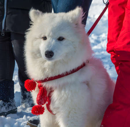 A beautiful white fluffy white Samoyed dog with a red collar.の写真素材