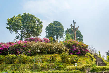 Bright flowering shrubs in the Park of the Buddhist monastery Kapal on a Sunny day, Kathmandu, Nepal.の写真素材