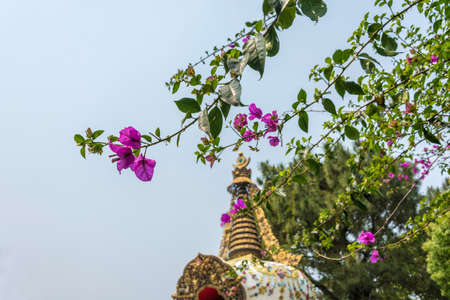 Flowering tree in the Park of the Buddhist monastery Kopan on the background of stupa, Kathmandu,...