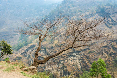 Beautiful mountain scenery with trees in the foreground, Himalaya, Nepal.