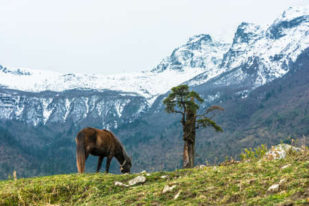 Grazing horse and a lone tree on the background of snowy mountains in Nepal.の写真素材
