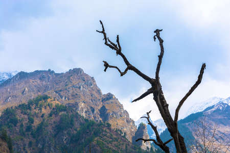 Gnarled tree trunk in the background of snowy mountains in Nepal.の写真素材
