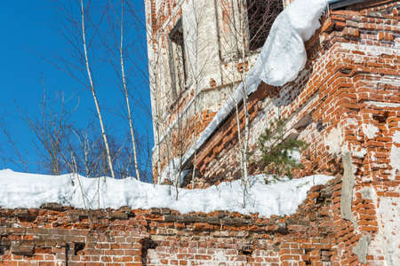 Ruins of an old stone church, covered with young birches on a Sunny winter day.