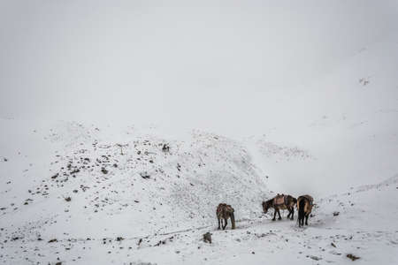 Horses on the Snow-covered Thorong La pass on a cloudy day, Nepal.の写真素材