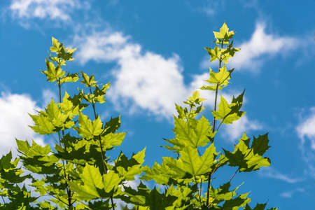 Maple leaves in a contoured light against a blue cloudy sky.