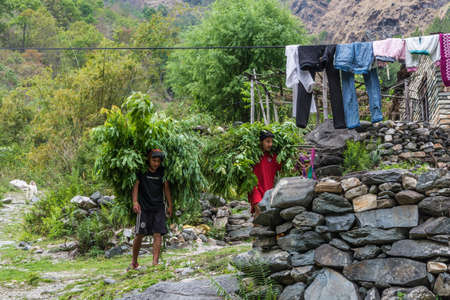 Tatopani, Nepal-09.04.2018: Two young people carry large bundles of green branches on April 9, 2018, Tatopani, Nepal.のeditorial素材