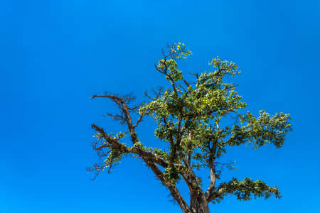 Crown of the old branchy tree in the sunlight against the blue of the sky , Nepal.