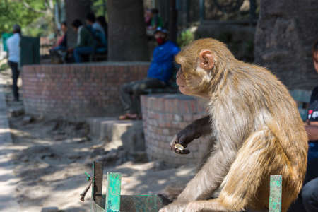Monkey in the complex Pashupatinath Temple on a Sunny day, Nepal.のeditorial素材