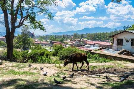 Bull in the background of the complex Pashupatinath Temple on a Sunny day, Nepal.のeditorial素材