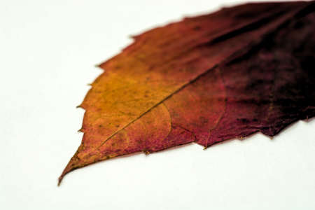 Dry burgundy-yellow leaf on a white background. Photographed close-up.
