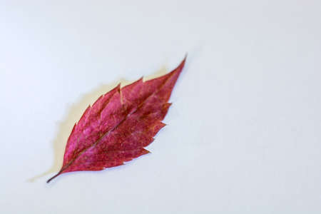 Bright Burgundy leaf on grey background. Close-up shot.