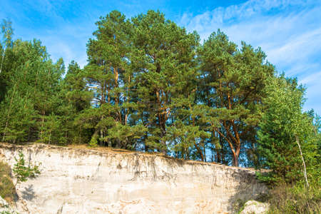 Beautiful green pine forest on the edge of a sandy cliff on a sunny day.