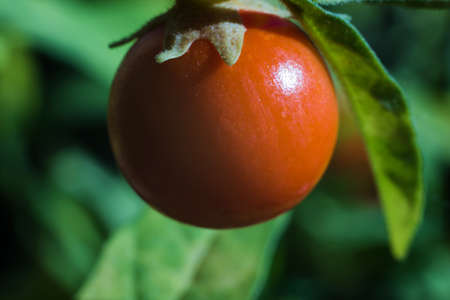 Bright orange fruits nightshade decorative close-up.