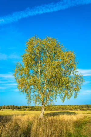 Beautiful landscape with a lonely birch tree in the field on a Sunny autumn day.の写真素材