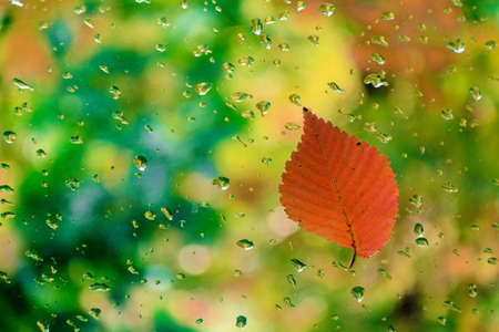 Red leaf on glass with water drops on blurred background.