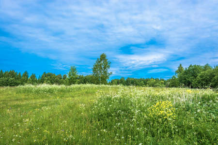 A small glade with white flowers in a summer sunny day, Russia.の写真素材