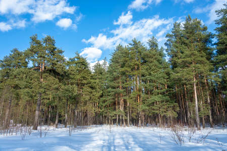 Pine Grove on a sunny March day with white clouds against a blue sky.