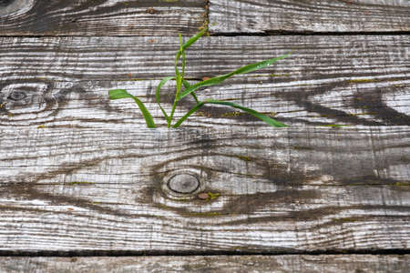 Bright green grass on the background of an old wooden board, shot close-up.