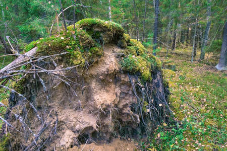 The roots with the ground of a large fallen tree in the autumn forest.