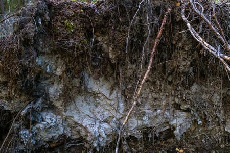 The roots and land of a large fallen tree, taken in close-up.
