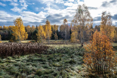 Autumn landscape with yellow birch leaves and green spruce trees on an October day.の写真素材