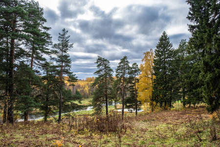 A small river and autumn forest with yellow birch leaves and beautiful clouds on a sunny day.