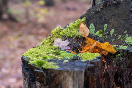 Fallen yellow leaves on an old stump with green moss, close-up shot.の写真素材