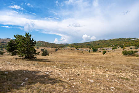 Panorama of the Ai-Petri plateau with low pines on a cloudy sunny day, Crimea.のeditorial素材