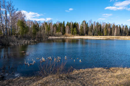 A small forest lake reflecting a blue sky with white clouds on a spring day.の写真素材