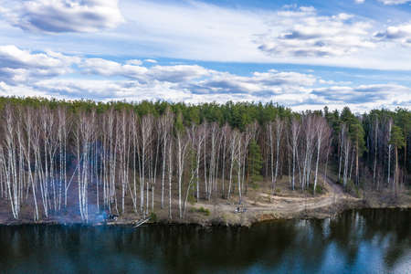 White long trunks of birches against a background of green coniferous forest on the banks of the river on a spring cloudy day.の写真素材